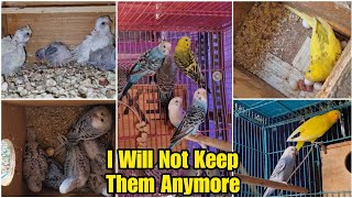 Budgies Breeding Pairs with 5-7 Babies and My Homebred Adult Budgies || All About Pets