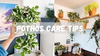 Pothos Care Tips