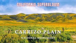 Carrizo Plain Superbloom: Exploring the National Monument and all the Wildflowers