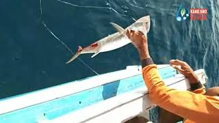 Straick Tenggiri Menggunakan Umpan Ikan Hidup - Mackerel Fishing