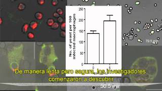 Estudios Clínicos sobre el Fruto del Açai