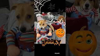 BEWARE of Creepy CHUCKY DOGS! 🕷️🐾✨🎃🕸️🎃✨🐾🕷️#dog #shorts #halloween #shortvideo #funny