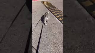 Schnauzer Wilma thinks she’s pulling a wagon of stones up a hill