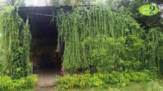 Ovalekar Wadi Butterfly Garden Thane - Botanical garden in Thane, Maharashtra