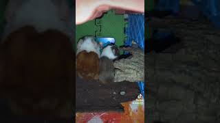 Cute Guinea pig Watching tom and jerry