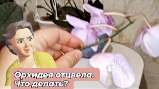 Орхидея отцвела🌸 Что делать с Цветоносом?