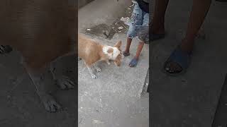 Chicken wings for puppy #puppy #food #doglife #animals #streetlife