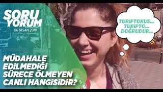 Kısmen de olsa hangi canlı ölümsüzdür?