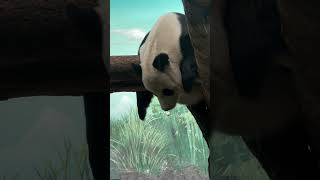 Панда Катюша Московский зоопарк. #панда #животные #panda #animal