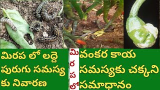 chilli crop pesticides management |vakra kaya | ladde puruku | nivarana |in | chilli | mirchi | crop