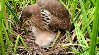 Bittern Feeds Their Babies, Bird feeding babies