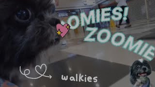 Zoomies sa SM