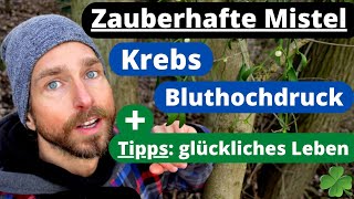 Zauberpflanze Mistel bei Krebs und Bluthochdruck + Tipps zur Vorbeugung von Krankheiten