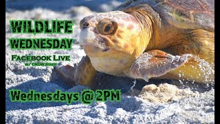 Wildlife Wednesday - Ep.6: Sea Turtles