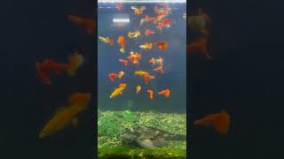 Full Red Aquatics Guppies