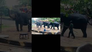 Dehiwala Zoo Garden I Zimba Lion Cub and Elephants