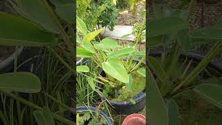 Thalia dealbata (bog plant in a tub)