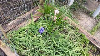 doing stuff around the big garden including weeding..☺️