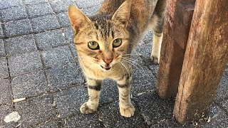 Eine getigerte Straßenkatze mit sehr leuchtenden Augen folgt mir, um Futter von mir zu holen