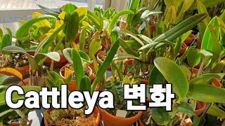 Cattleya  카틀레야들의 변화^^