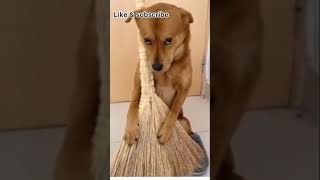 Cute dog copying super model #trending #shorts #youtubeshorts #status #viral #tiktok #compilation