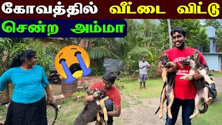 🔴 விளையாட்டு விபரீதமான தருணம் 😢 | Maaran Meet His Girl Friend | Jaffna Thanush