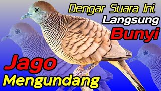 Perkutut lokal gacor suara kecil - JUARA UNTUK PANCINGAN PERKUTUT MALAS BUNYI