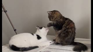 Freya licks Patches and then snaps at him