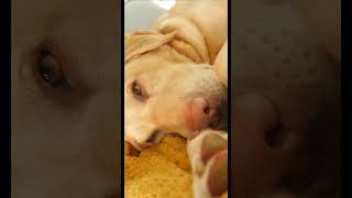 Sleepy Dog Snoring 😂 asmr