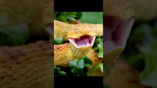 Dangerous Viper Snake in the Wild #animals #snake #wildanimals #shorts