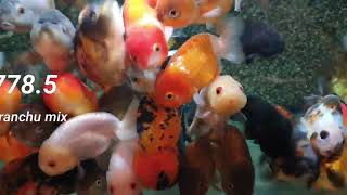 CAR. AUR. RANCHU MIX 8/10