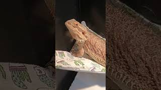 Hammock for bearded dragon!