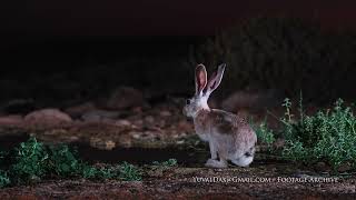 Cape Hare drinking at night  / ארנבת שותה בלילה