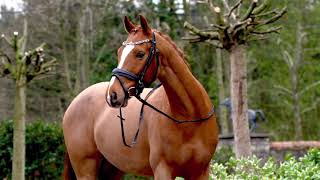 FOR SALE: Dressage/ Allround D-Pony Sterre