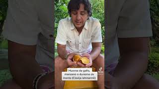 Huevos de gallo, manzano o durazno de monte (Clavija lehmannii)