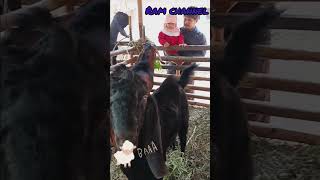 asiknya lihat-lihat hewan Qurban bersama mirza part 1