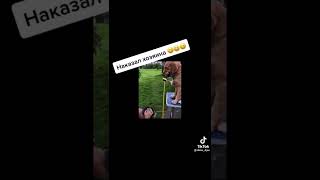 ПЁС НАКАЗАЛ ХОЗЯИНА😂😂#tiktok #рекомендации #рек #tiktokvideo