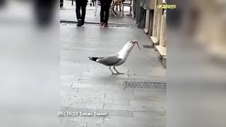 ЧАЙКА ЖРЁТ КРЫСУ SEAGULL EATS A RAT