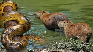 Incrível - Quando A SUCURI Encontra a CAPIVARA