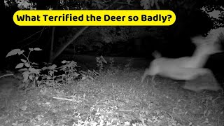 🦊Scary Things! What Scared the Deer So Badly? #trailcam #backyard #habitat