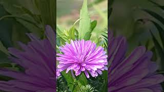 Purple Aster.. #flower #trending #shorts #beautifulflowers