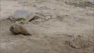 grey francolin