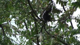 Long flowing cape, tail-tuft and beard of Black and White Colobus Monkeys, feeding high in treetops.