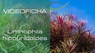 Limnophila hippuridoides - Videoficha - Planta facil para principiantes - PezVerde