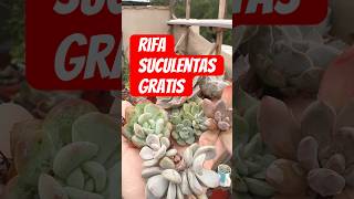 Rifa gratis #suculentas de cactu moritas #jardin #cactus #sorteo #plantas