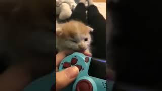 Baby Kitten Cat won't let me play Playstation #catshorts