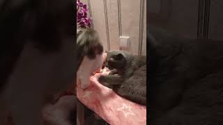 Я с тобой всегда❤️😺😺❤️🤣🌸