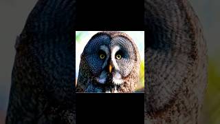 Owl | Sound Wild Animals #shorts #wildlife #birds