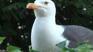 Eye to eye with a Lesser black-backed gull, Larus fuscus, on wall of Le Mont St Michel, France