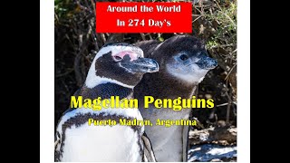 Penguin Paradise In Puerto Madryn Argentina: Join The Exciting Journey! Around The World in 274 Days